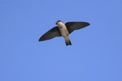 イワツバメ２５