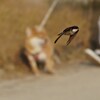 イワツバメ１５