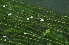 水草の花