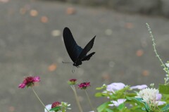 クロアゲハ