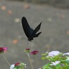 クロアゲハ