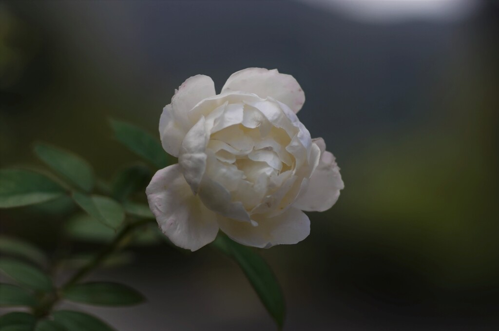 白バラ