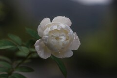 白バラ