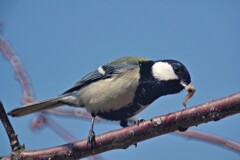 シジュウカラ