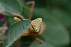 ハラビロカマキリ３(褐色型)