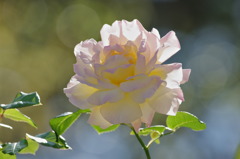 薔薇　ピース
