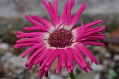 この花は？