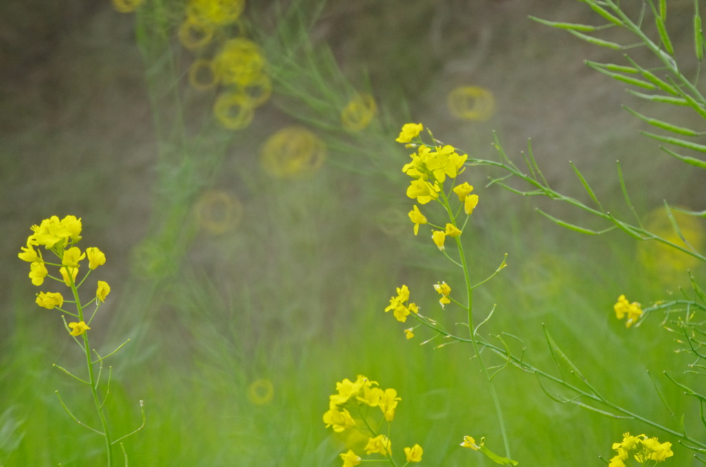 菜の花