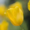 イエローチューリップ  2