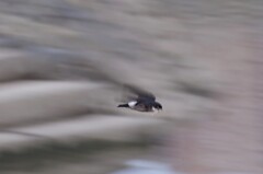 いわつばめ３８