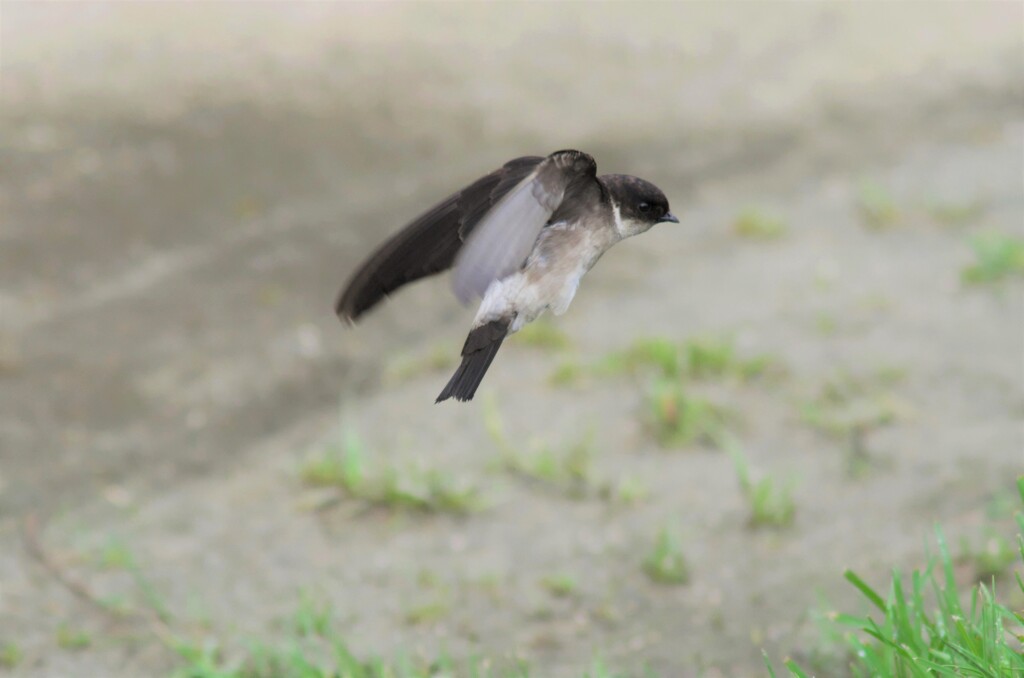 イワツバメ５５