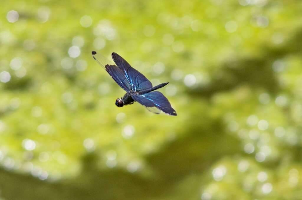 チョウトンボ４０
