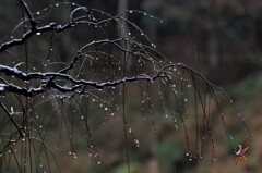 森の雨