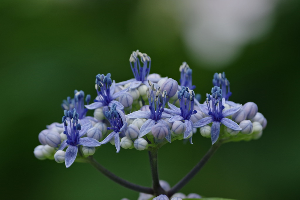 紫陽花