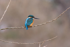 居ない、、、。