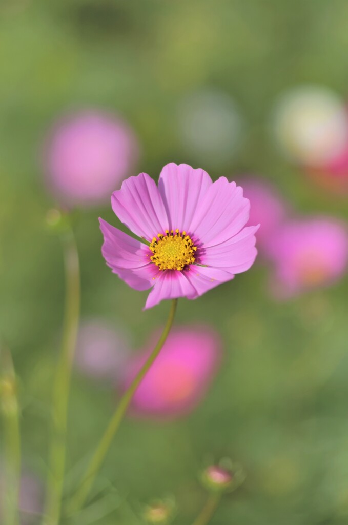 秋桜