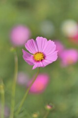 秋桜