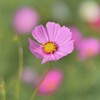 秋桜