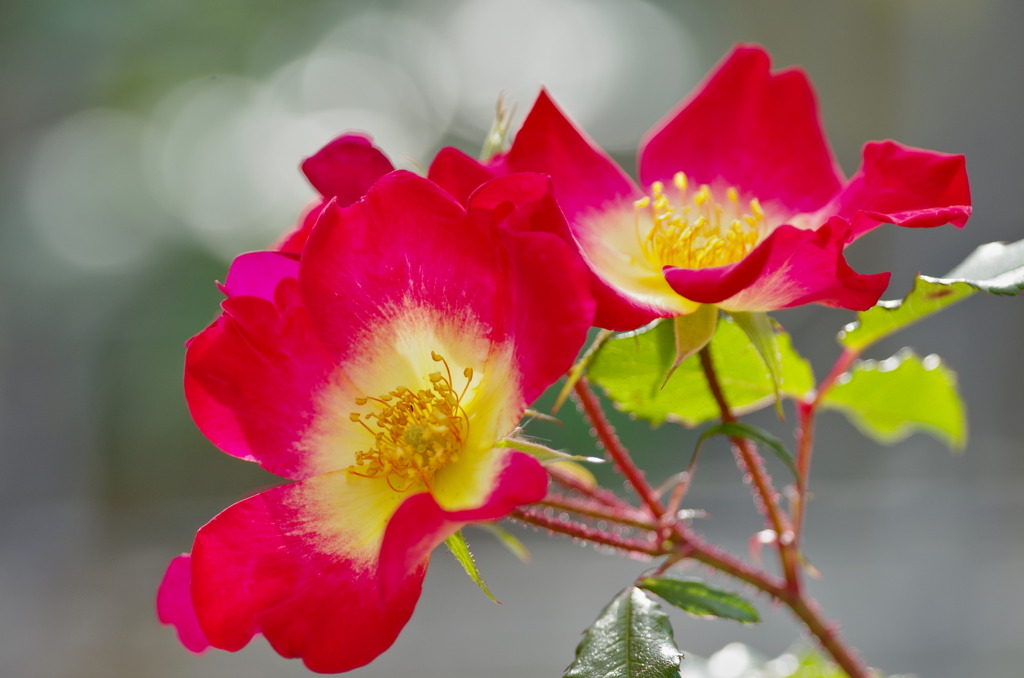 薔薇　カクテル