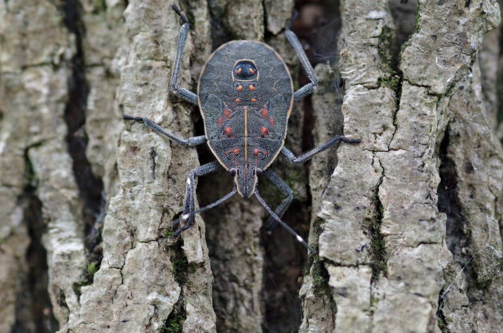 キマダラカメムシ