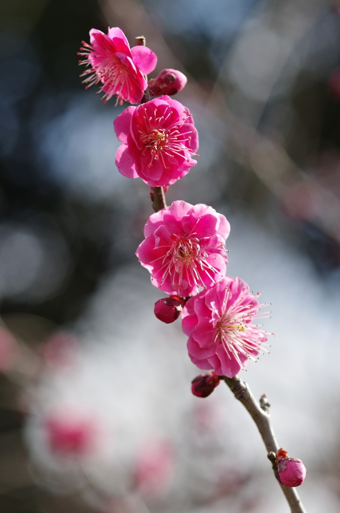 紅梅（鹿児島紅）