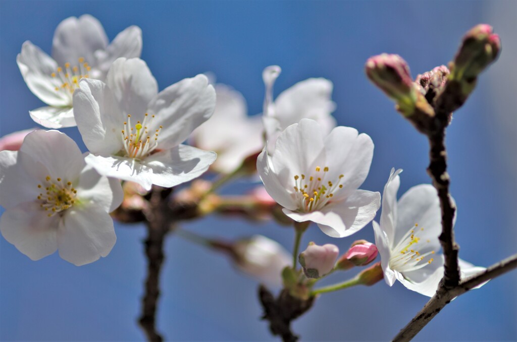 桜