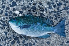 本日の釣果