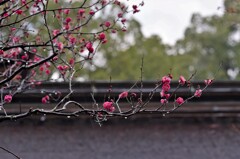 雨の紅梅