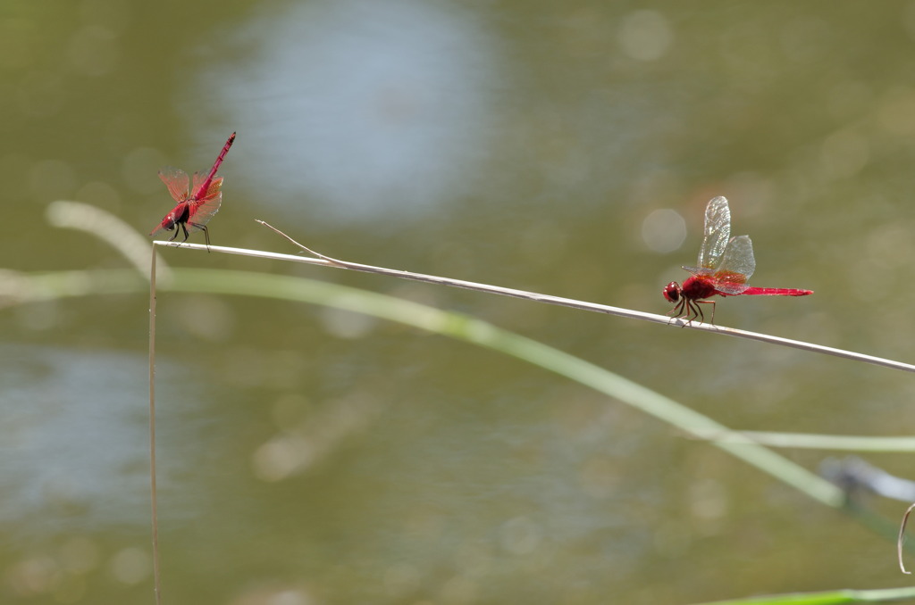 赤系トンボ