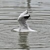 ユリカモメ入浴中