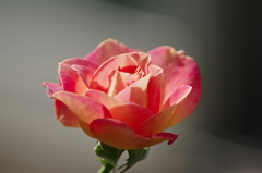 薔薇　エル