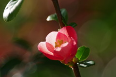 木瓜