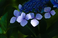 紫陽花