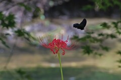 彼岸花と蝶２
