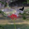 彼岸花と蝶２