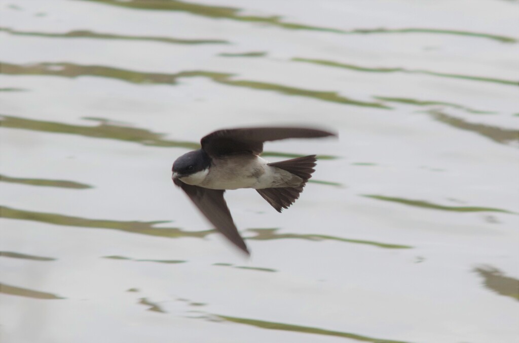 イワツバメ３１