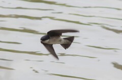 イワツバメ３１