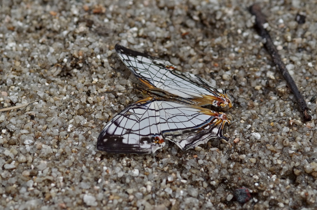 イシガケチョウ
