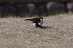 いわつばめ２０