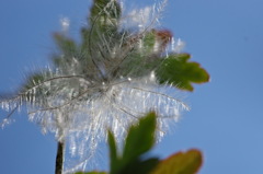 クレマチス綿毛