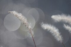 わたげ