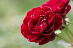 薔薇　ラバグルート