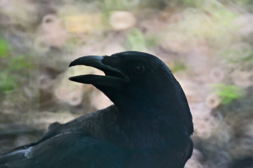 クロウ２