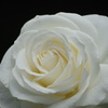 薔薇　ティネケ