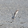 佐賀県　干潟よか公園１