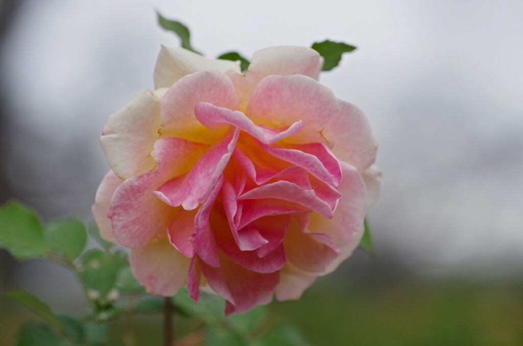薔薇　エル