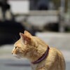 相島の猫１１