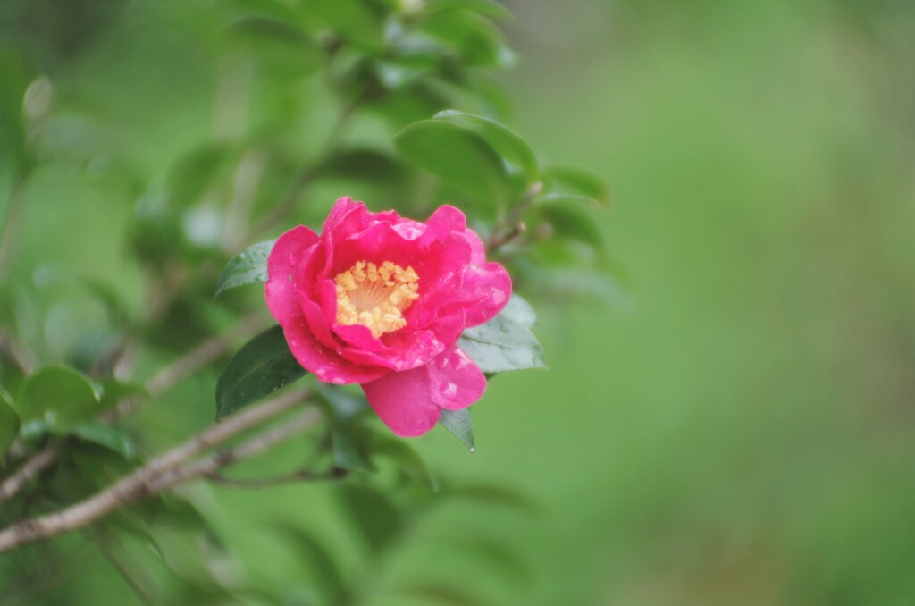 山茶花