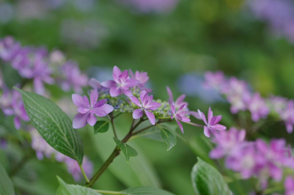 紫陽花