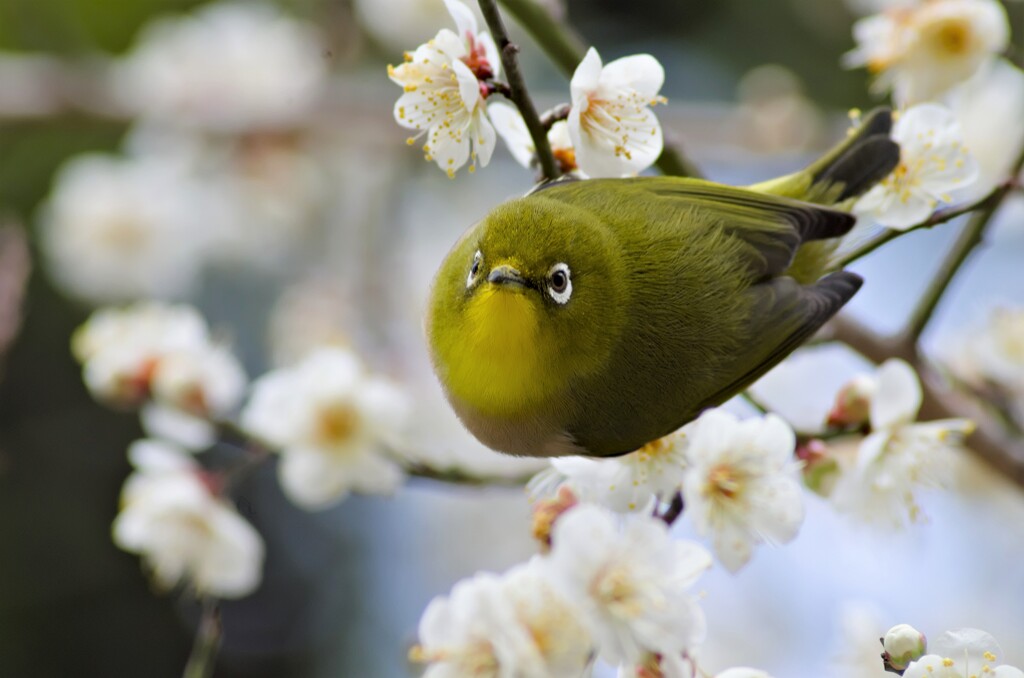 メジロ